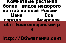 Комнатные растения более200видов недорого почтой по всей России › Цена ­ 100-500 - Все города  »    . Амурская обл.,Благовещенский р-н